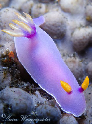 Chromodorididae Nudibranch (Hypselodoris bullockii) at Pe... by Marco Waagmeester 